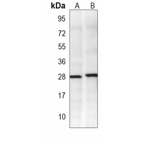 BAP31 Mouse Monoclonal Antibody(C3810)
