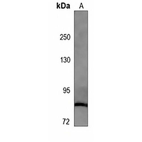 RSK2 Mouse Monoclonal Antibody(C3813)