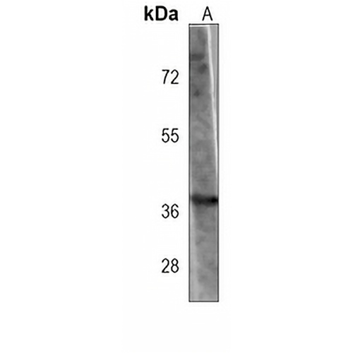 GBX2 Mouse Monoclonal Antibody(C3816)