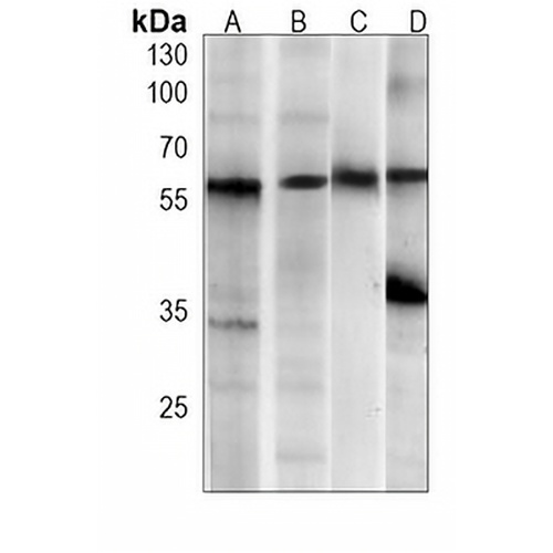 USP14 Mouse Monoclonal Antibody(C3820)