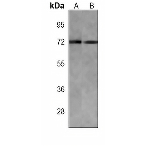 AMPK alpha 2 Mouse Monoclonal Antibody(C3821)