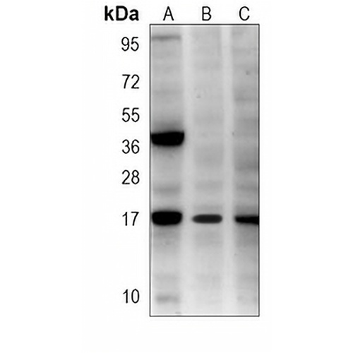 SUMO3 Mouse Monoclonal Antibody(C3828)