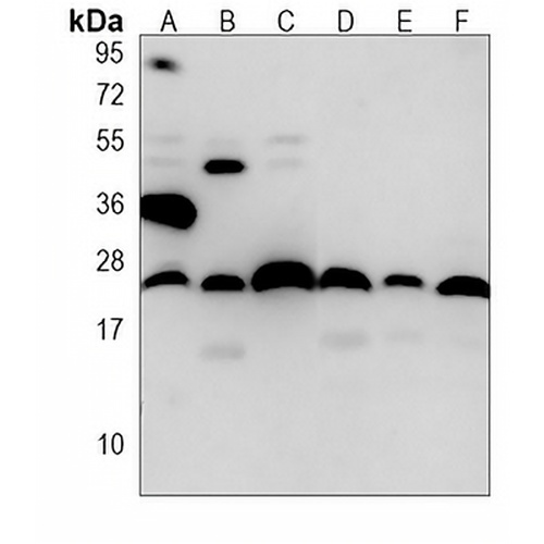 BID Mouse Monoclonal Antibody(C3829)