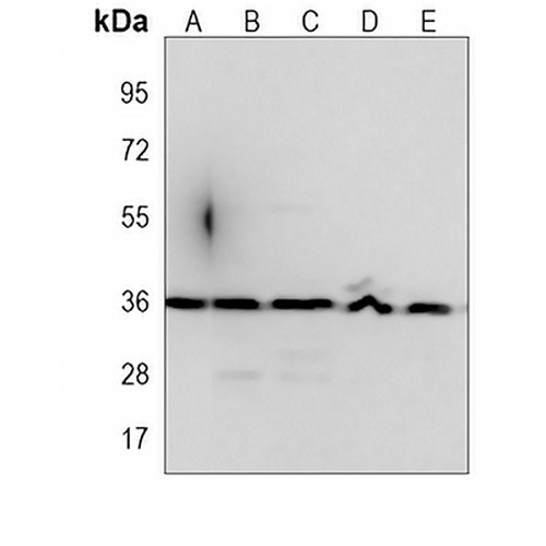 WNT4 Mouse Monoclonal Antibody(C3830)