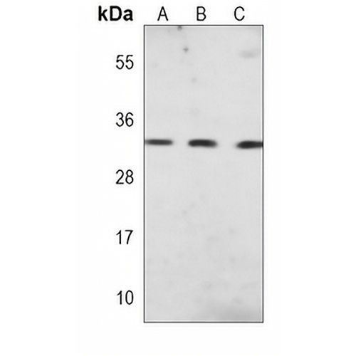 PLP1 Mouse Monoclonal Antibody(C3833)