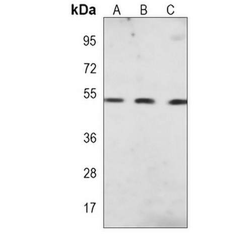 PTEN Mouse Monoclonal Antibody(C3834)