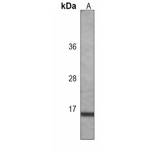 IL-2 Mouse Monoclonal Antibody(C3835)
