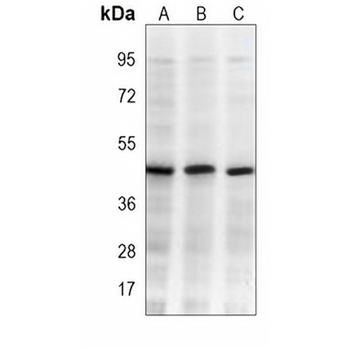 Beta-actin Mouse Monoclonal Antibody(C3836)