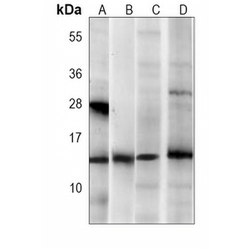 FKBP12 Mouse Monoclonal Antibody(C3849)
