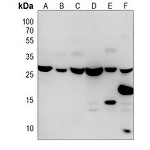 14-3-3 zeta Mouse Monoclonal Antibody(C3851)
