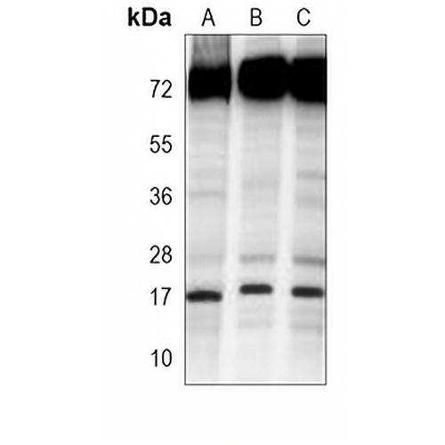SUMO1 Mouse Monoclonal Antibody(C3852)