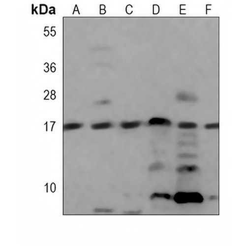 UBC9 Mouse Monoclonal Antibody(C3853)