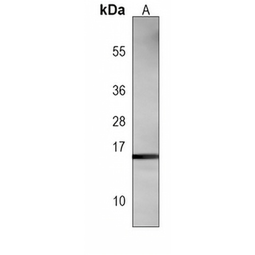 Histone H3 Mouse Monoclonal Antibody(C3855)