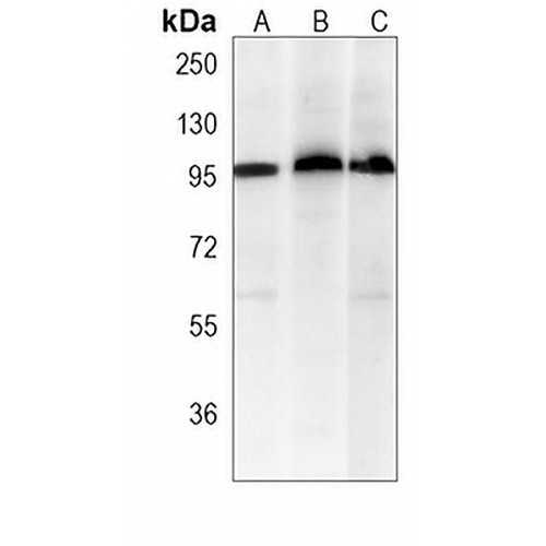 c-FER Mouse Monoclonal Antibody(C3856)