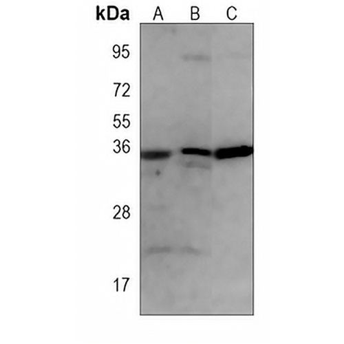 RNF4 Mouse Monoclonal Antibody(C3857)