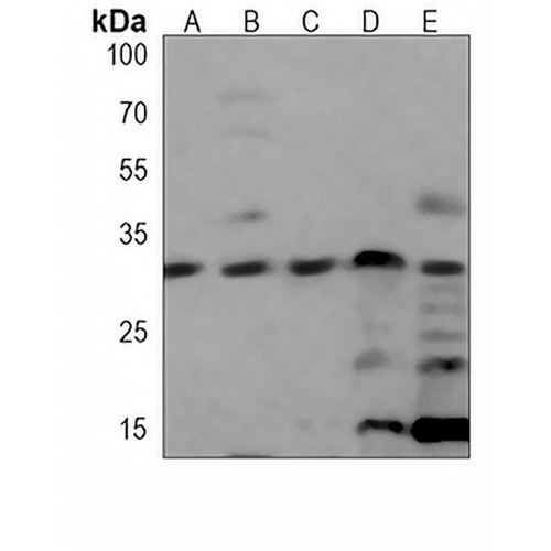 CDK5 Mouse Monoclonal Antibody(C3861)