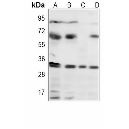 CDK5 Mouse Monoclonal Antibody(C3862)