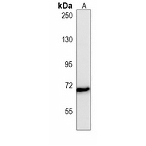 RELB Mouse Monoclonal Antibody(C3864)