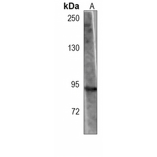 TLE1 Mouse Monoclonal Antibody(C3871)