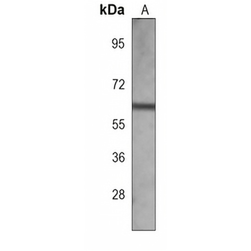 GAD2 Mouse Monoclonal Antibody(C3873)