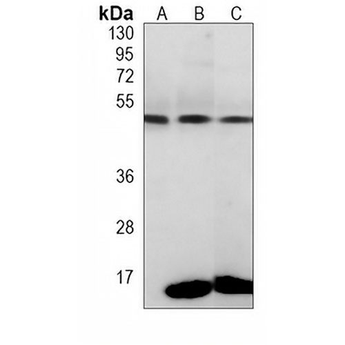 PAX8 Mouse Monoclonal Antibody(C3877)