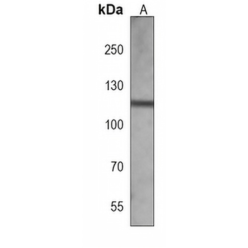 CD167a Mouse Monoclonal Antibody(C3881)