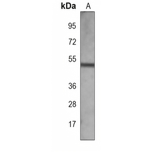 AKAP13 Mouse Monoclonal Antibody(C3883)