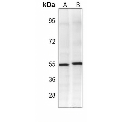 TRAF2 Mouse Monoclonal Antibody(C3884)