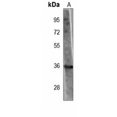 Nmi Mouse Monoclonal Antibody(C3886)