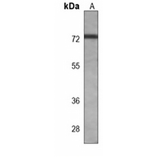 TNK1 Mouse Monoclonal Antibody(C3887)