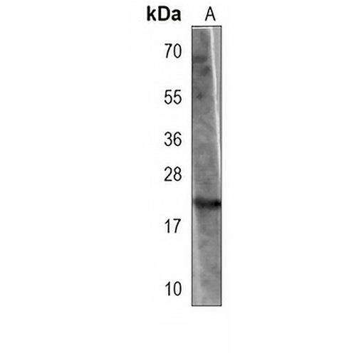 PNOC Mouse Monoclonal Antibody(C3890)