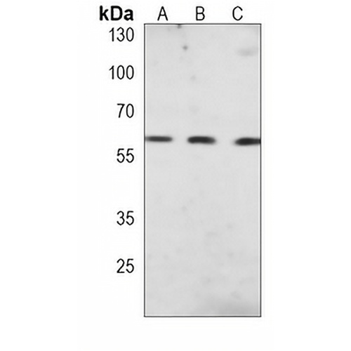 Histone Deacetylase 1 Mouse Monoclonal Antibody(C3893)