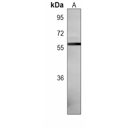 NCOA4 Mouse Monoclonal Antibody(C3895)