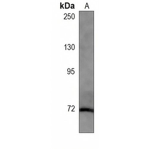 Cortactin Mouse Monoclonal Antibody(C3896)