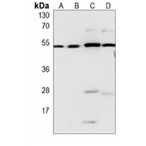 Beclin-1 Mouse Monoclonal Antibody(C3897)