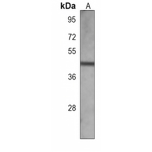IHH Mouse Monoclonal Antibody(C3899)
