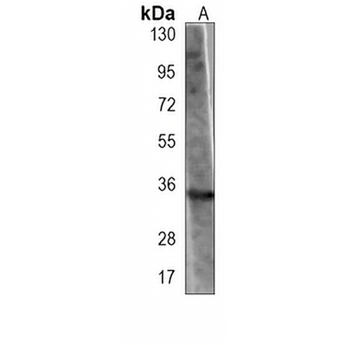 GNMT Mouse Monoclonal Antibody(C3902)