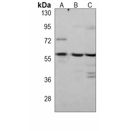 Caspase 8 Mouse Monoclonal Antibody(C3904)