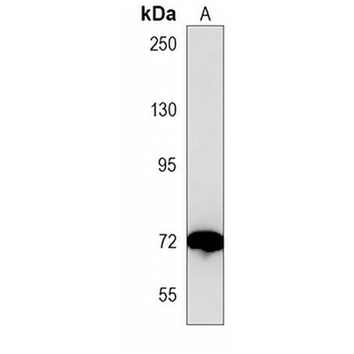 ACOX1 Mouse Monoclonal Antibody(C3905)