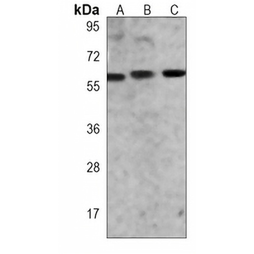 SMAD1 Mouse Monoclonal Antibody(C3909)