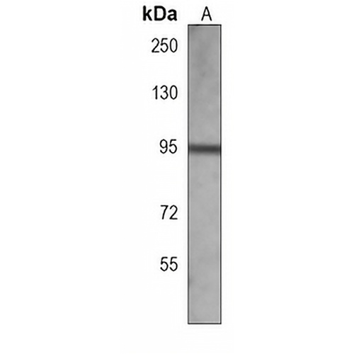 MLK3 Mouse Monoclonal Antibody(C3914)