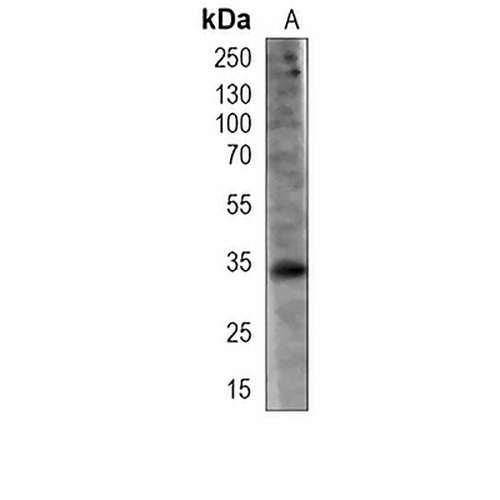 BOB1 Mouse Monoclonal Antibody(C3916)