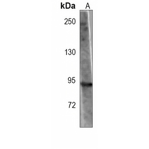 HIF1 alpha Mouse Monoclonal Antibody(C3917)