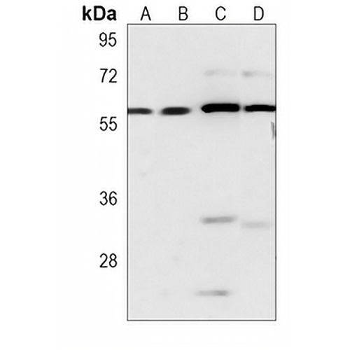 CRY2 Mouse Monoclonal Antibody(C3920)