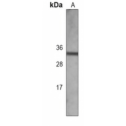 Borealin Mouse Monoclonal Antibody(C3921)