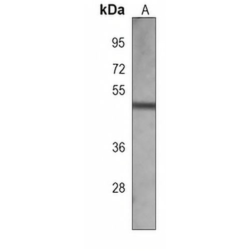 GNAS Mouse Monoclonal Antibody(C3922)