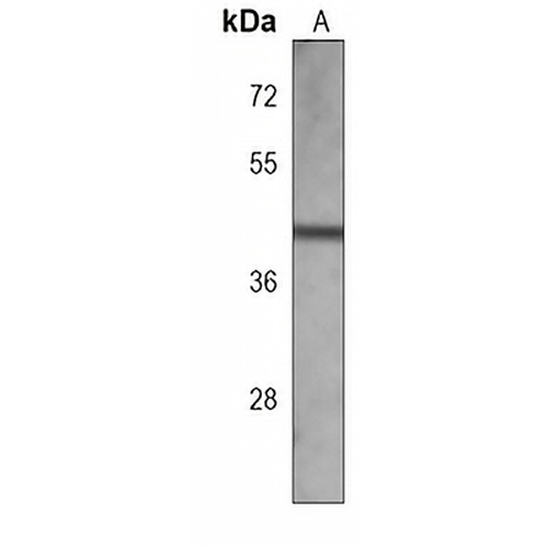 Connexin 47 Mouse Monoclonal Antibody(C3924)
