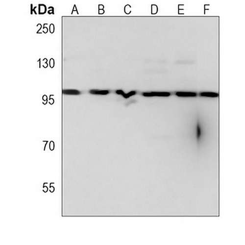 CD276 Mouse Monoclonal Antibody(C3927)