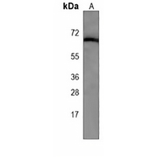 ATG16L1 Mouse Monoclonal Antibody(C3931)