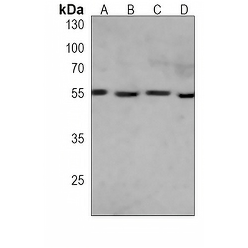ULK3 Mouse Monoclonal Antibody(C3932)